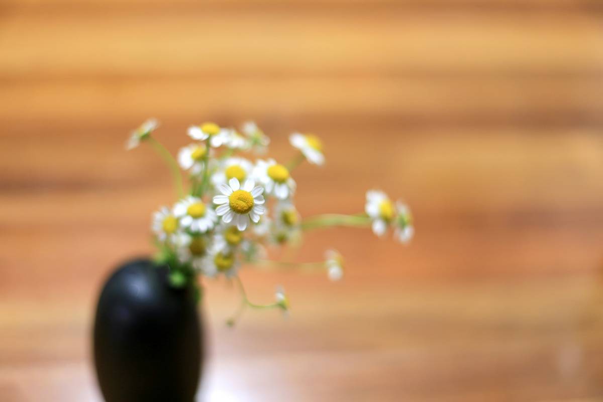 Daisy Still Life Wall Art: 7 Proven Ways to Avoid Costly Home Decor Mistakes