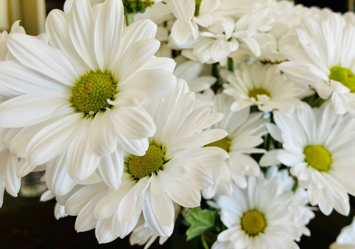 daisy still life wall art showing white daisies in a vintage vase against a neutral textured background